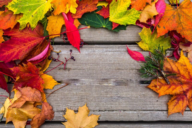 Autumn background with colored leaves on wooden board.