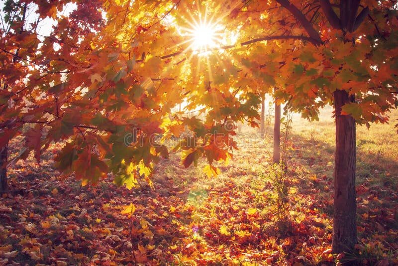Colorful autumn background. Sun through yellow and red leaves of tree in sunrise. Autumn nature. Colorful tree in bright sunshine royalty free stock images Colorful autumn background. Sun through yellow and red leaves of tree in sunrise. Autumn nature. Colorful tree in bright sunshine royalty free stock images