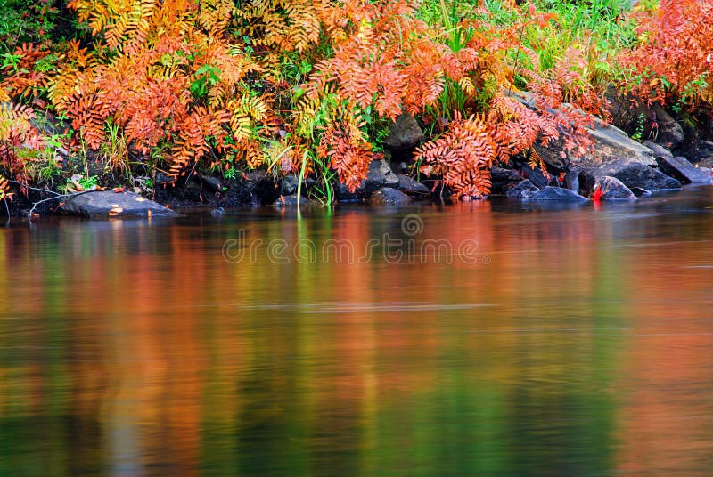Colorful Autumn Ferns Water Reflection