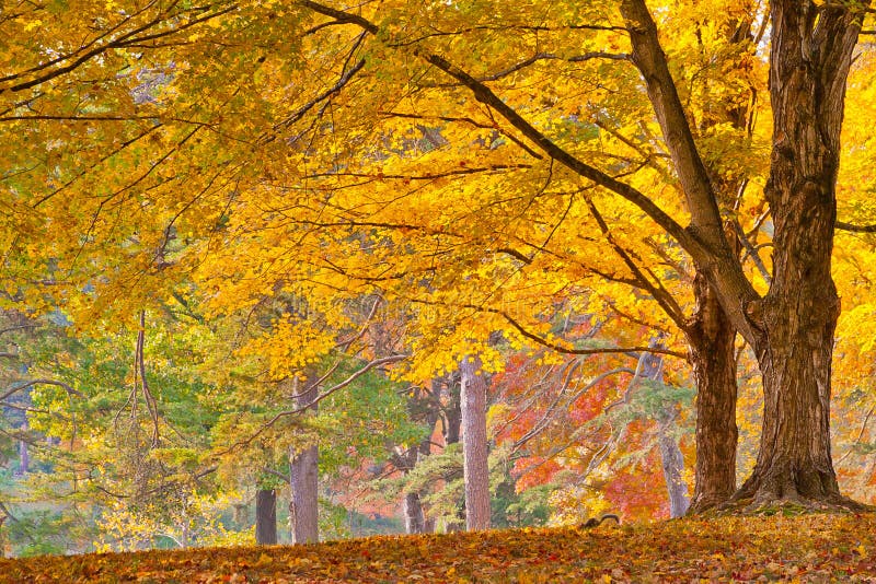 Colorful autumn foliage