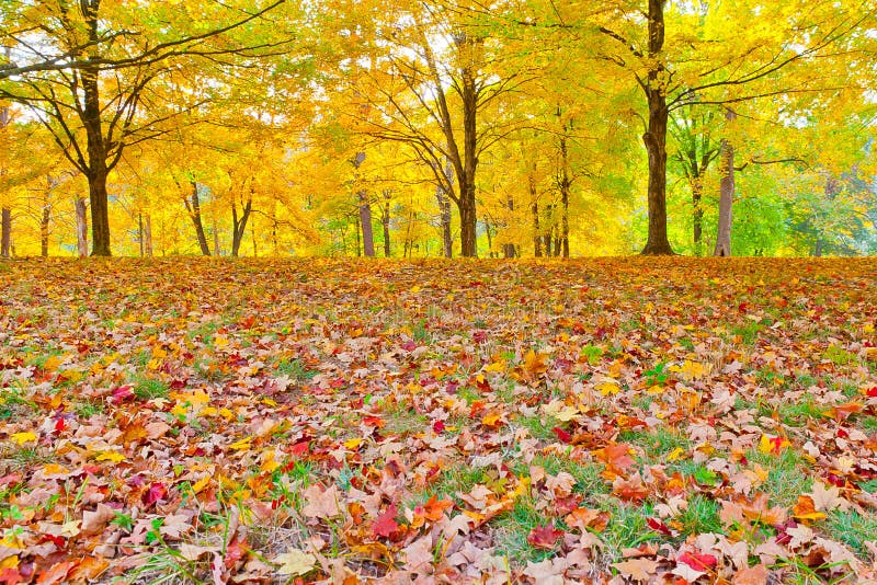 Colorful autumn foliage