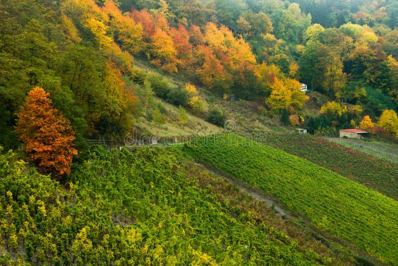 Colorful autumn forest