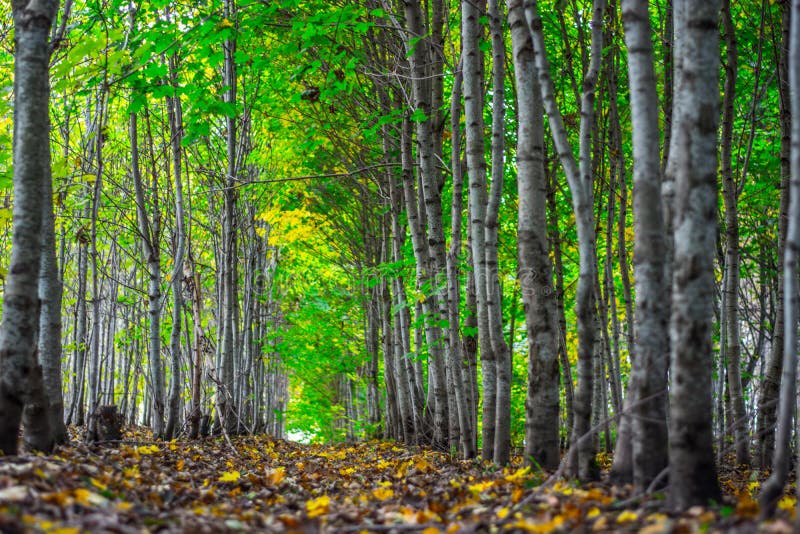 Colorful Autumn forest. Green alley