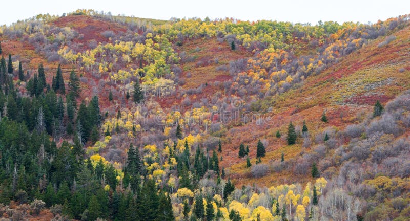 Colorful autumn landscape near Park City, Utah stock images Colorful autumn landscape near Park City, Utah stock images