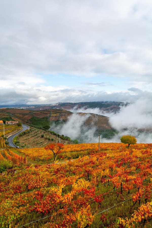 Colorful autumn landscape of oldest wine region in world Douro valley in Portugal, different varietes of grape vines growing on