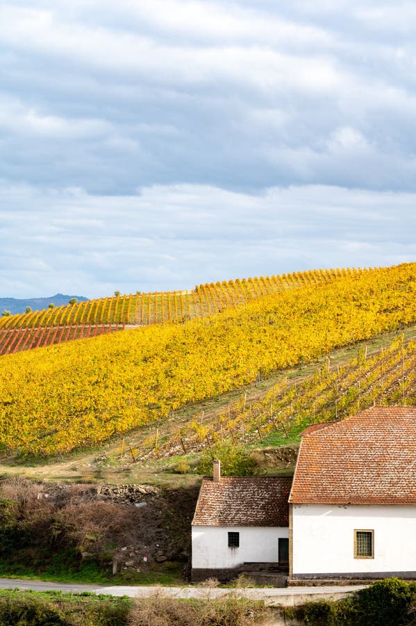 Colorful autumn landscape of oldest wine region in world Douro valley in Portugal, different varietes of grape vines growing on