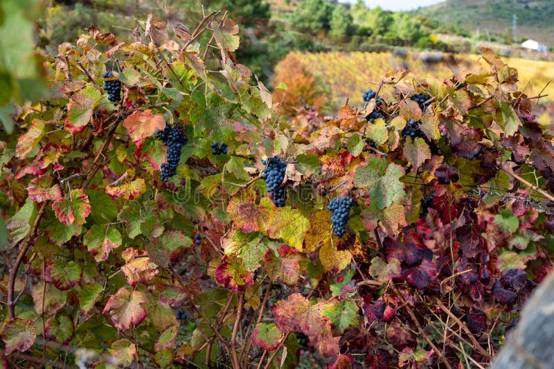 Colorful autumn landscape of oldest wine region in world Douro valley in Portugal, different varietes of grape vines growing on