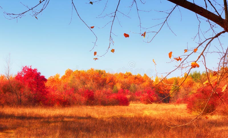 Colorful autumn landscape, trees and grass, nature