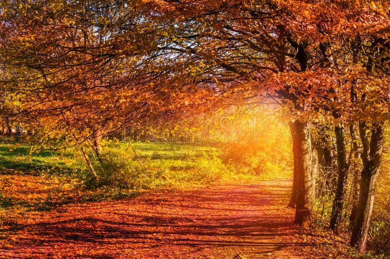 Colorful autumn landscape. wonderful picturesque view.