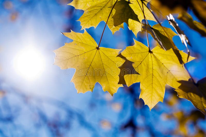 Colorful autumn leaves.