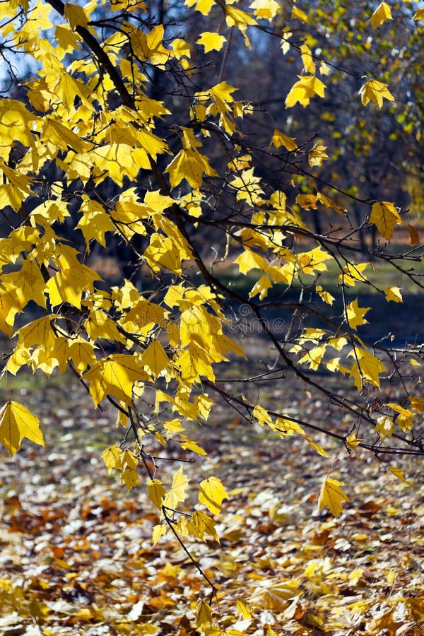 Colorful autumn leaves.