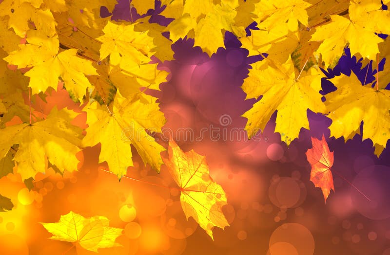 Colorful autumn leaves