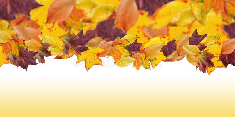 Fallen autumn leaves with yellow gradient in the background. Fallen autumn leaves with yellow gradient in the background