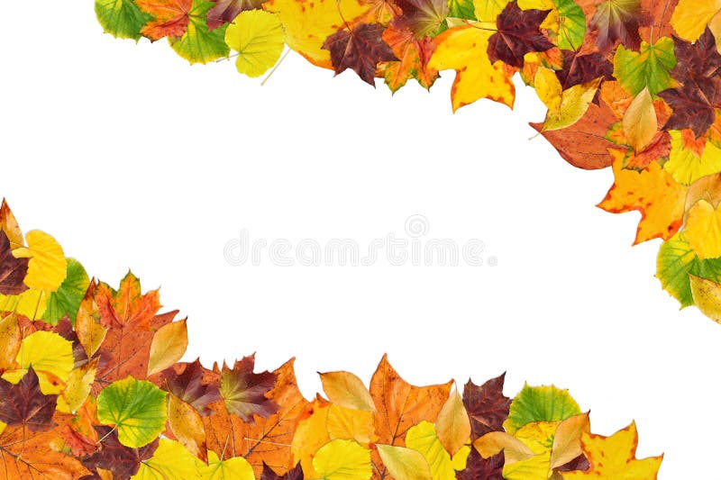 Colorful frame made of of fallen autumn leaves on white background. Colorful frame made of of fallen autumn leaves on white background