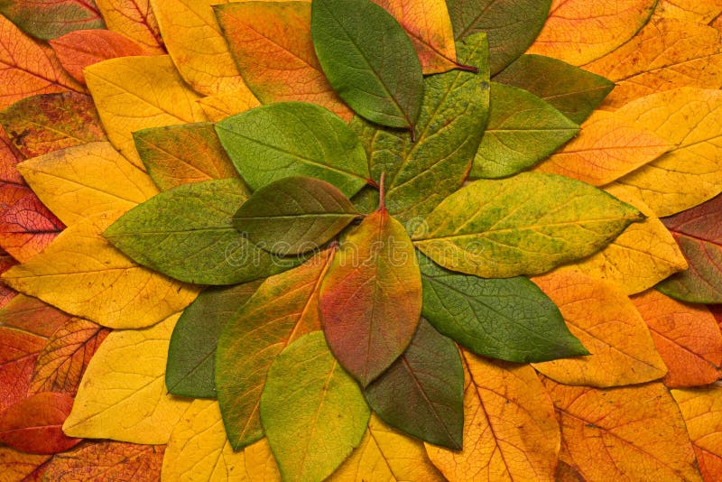 Colorful autumn leaves royalty free stock photos Colorful autumn leaves royalty free stock photos