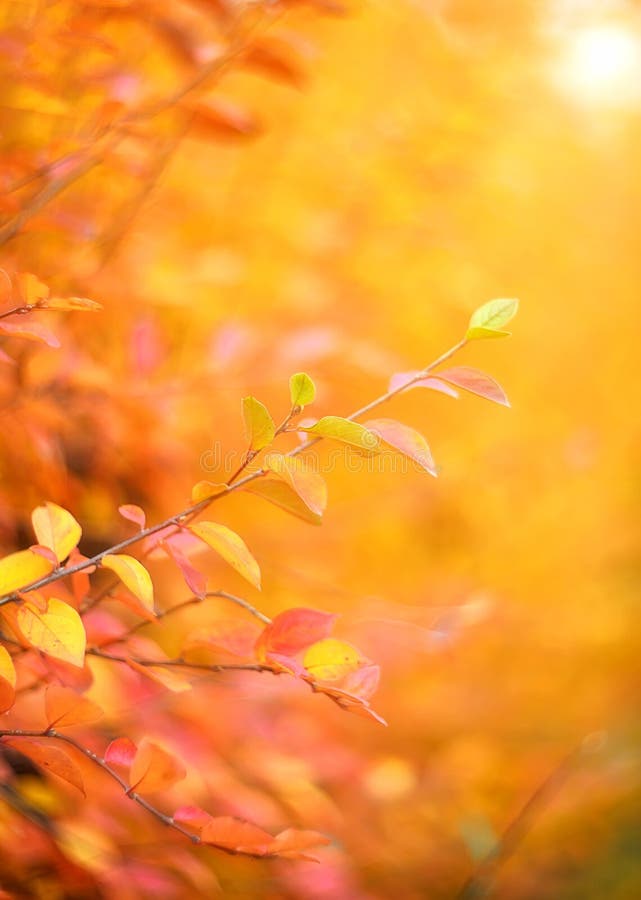 Mùa thu là lúc cây lá chuyển sang tone màu vàng, đỏ rực rỡ, tại sao không thay đổi cả màn hình điện thoại của bạn để tạo cảm giác thú vị hơn? Tải ngay hình nền lá thu đầy màu sắc để tận hưởng không khí đặc biệt của mùa thu. 