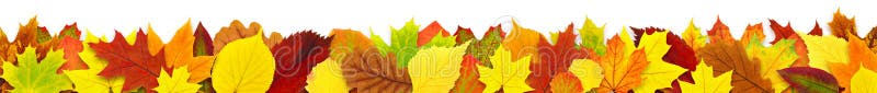 Colorful autumn leaves border stock image