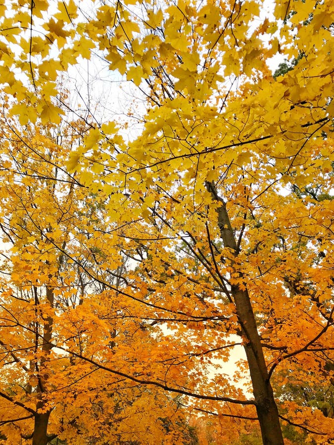 Colorful of Autumn Leaves on Branch. Leaf Color Nature Changing from ...