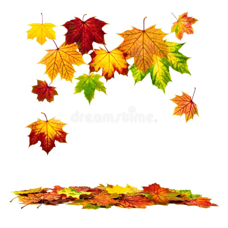 Colorful autumn leaves falling down royalty free stock image