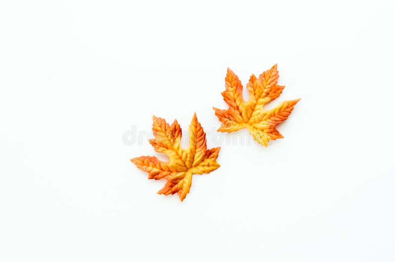 Colorful autumn leaves isolated on white