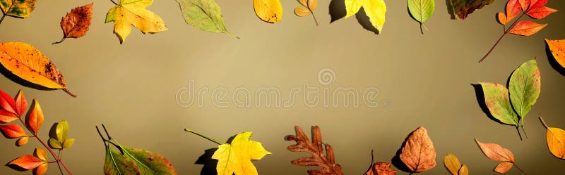 Colorful autumn leaves stock photo