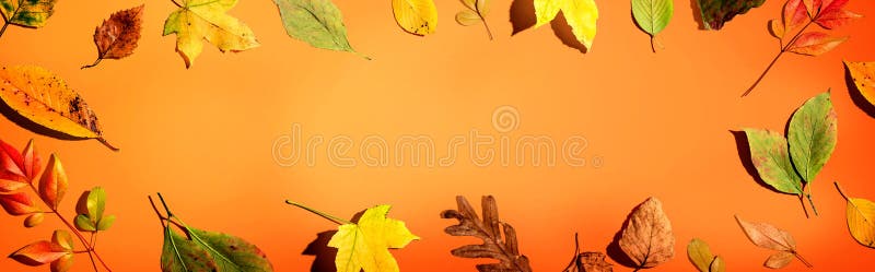Colorful autumn leaves stock images