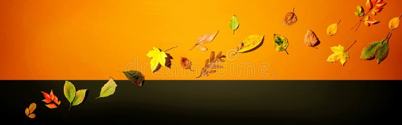 Colorful autumn leaves royalty free stock photo