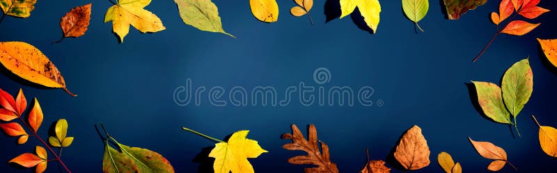 Colorful autumn leaves stock photos