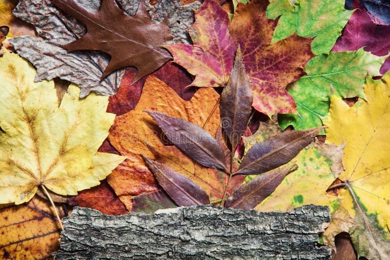Colorful autumn leaves and tree bark. Seasonal natural background.