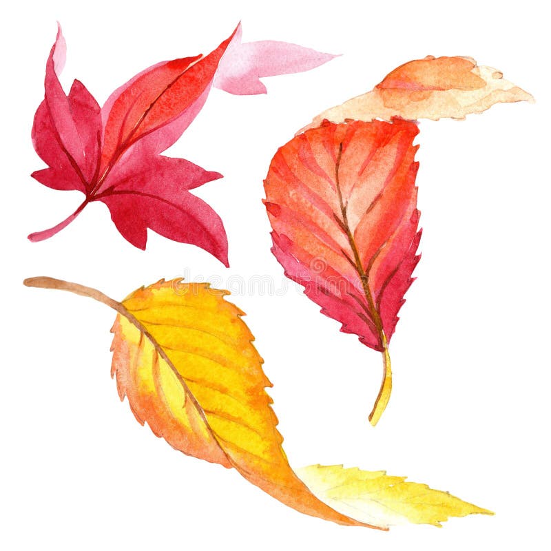Colorful watercolor autumn leaves. Leaf plant botanical garden floral foliage. Isolated illustration element.