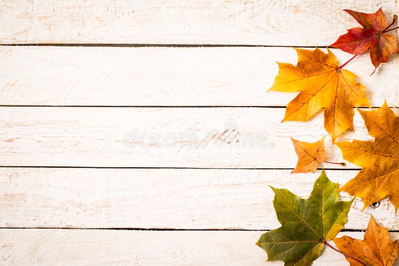 Colorful autumn leaves on white rustic background