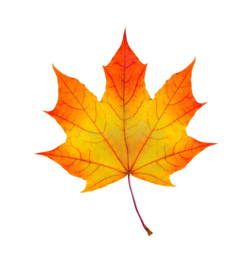 Colorful autumn maple leaf isolated on white