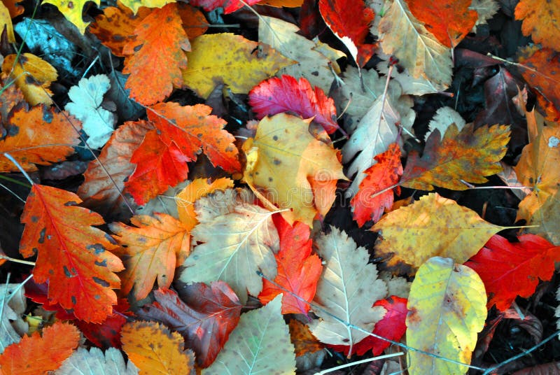 Colorful autumn oak leaves on the ground, top view, natural background