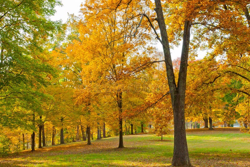 Colorful autumn in park