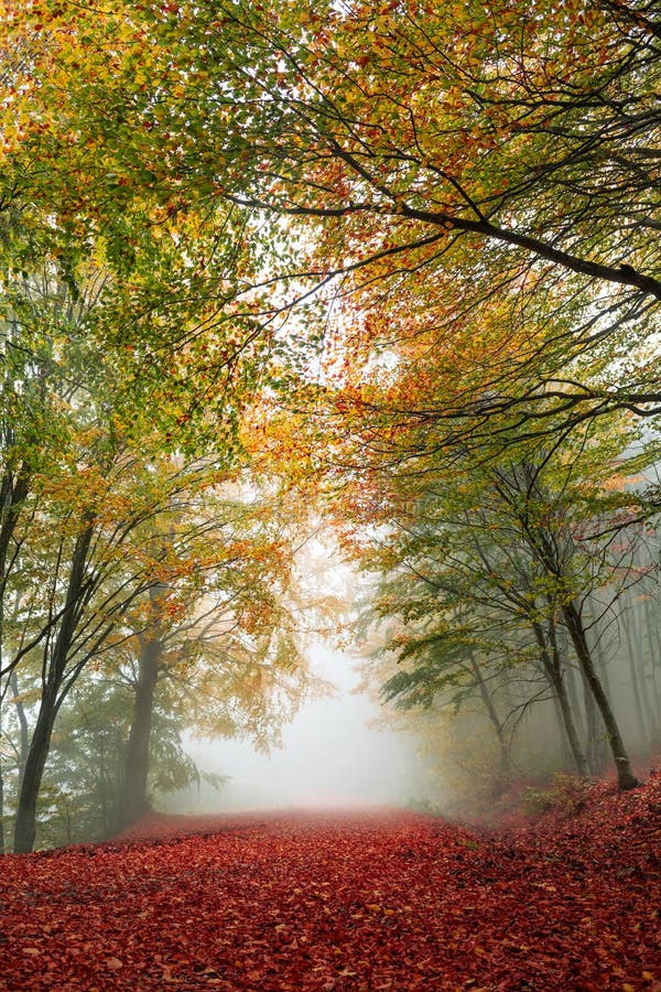 Colorful autumn path stock photo. Image of drama, bluehour - 132363552