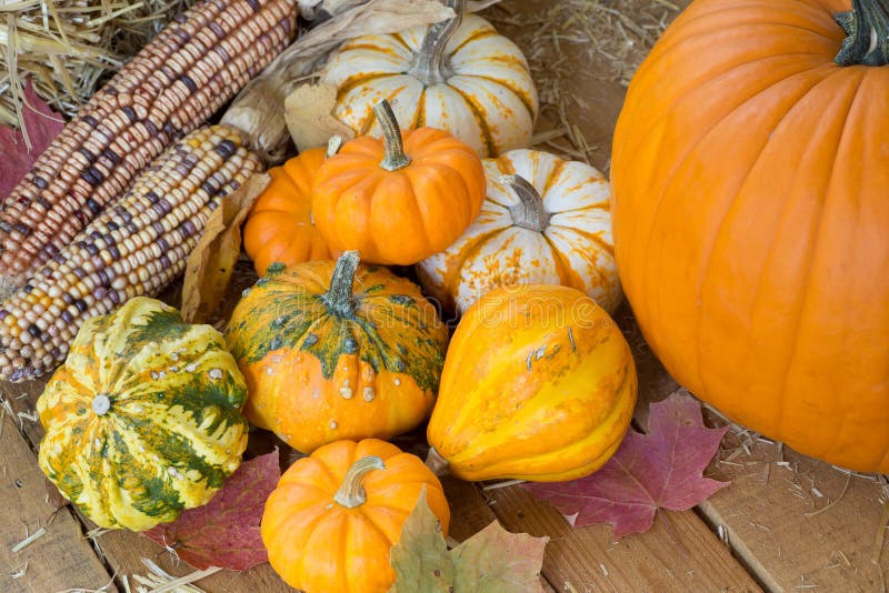 Colorful Autumn Pumpkins, Gourds And Corn Stock Image - Image of ...