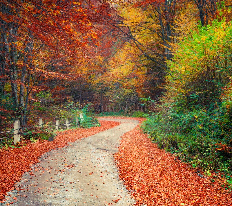 Colorful autumn scene in the mountain forest.