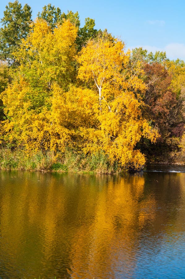 Colorful Autumn Season Yellowed Leaves On Trees Growing Along The