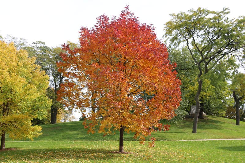 Colorful autumn tree stock photo. Image of leaves, autumn - 47481992