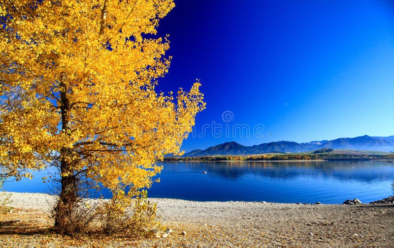 Farebný jesenný strom so žltými listami na pobreží jazera
