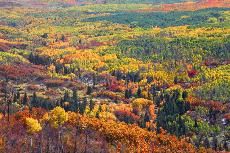 Colorful autumn trees royalty free stock images