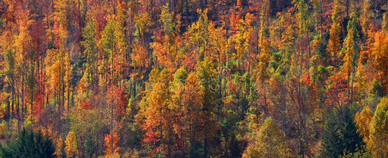 Colorful autumn trees stock image