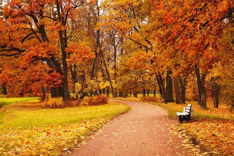 Colorful autumn trees in park