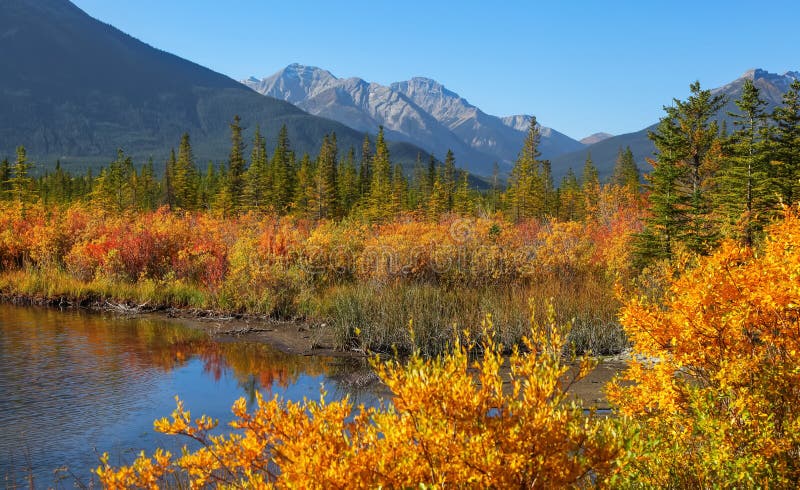 Colorful Autumn Trees And Plants At Vermilion Lakes In Banff National