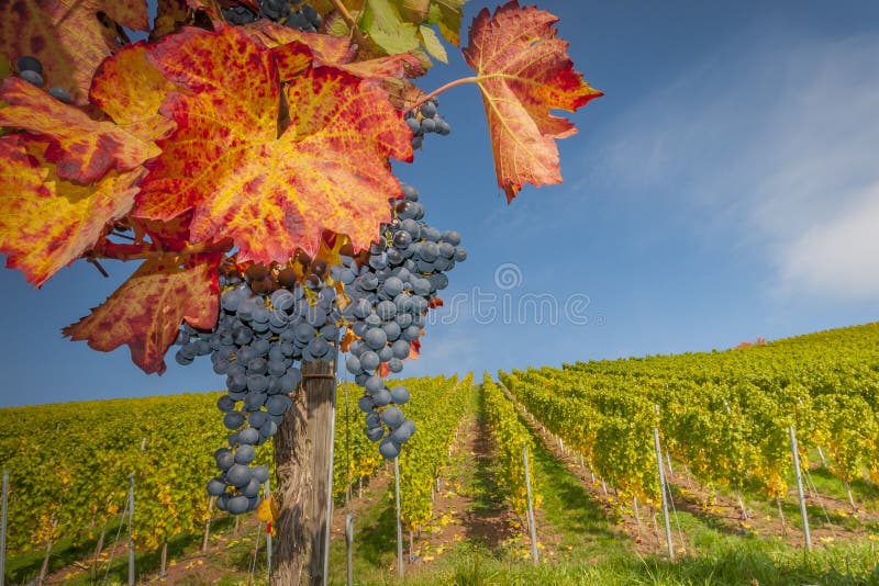 Colorful autumn in vineyard with grapes