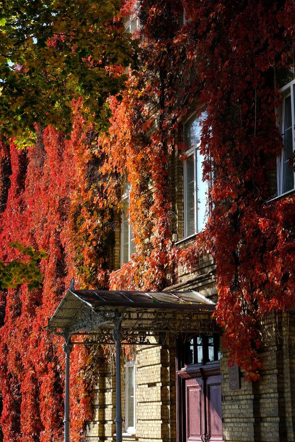 Colorful Autumn Virginia Creeper on university building. Vintage autumn landscape