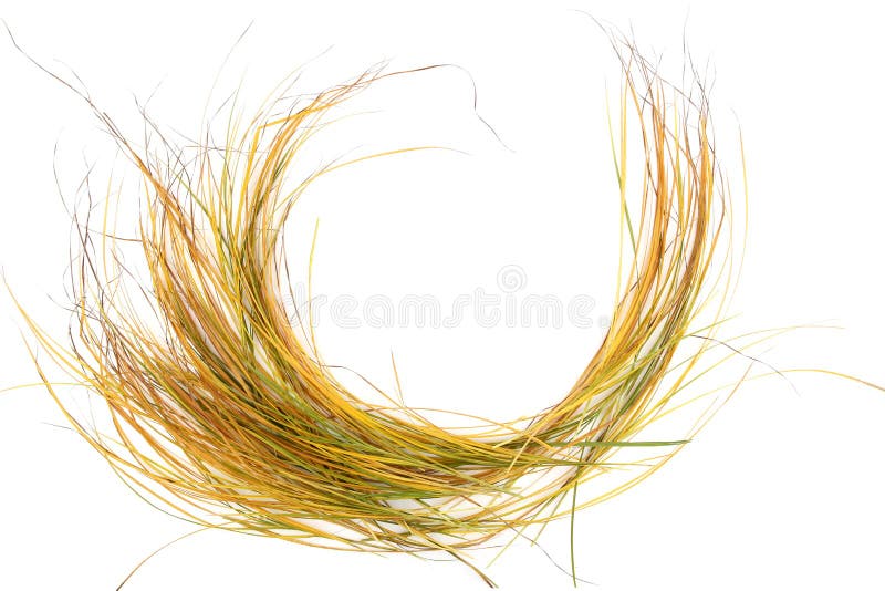 Autumn grass isolated on white background.