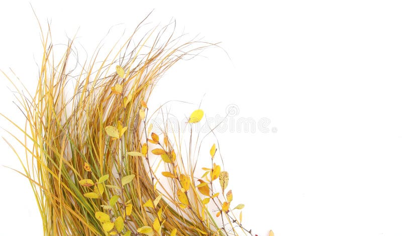 Autumn grass and leaves isolated on white background.