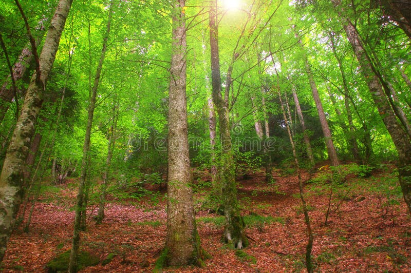 Malerisch ein Baum Verbindungen verträumt mäßig Wald verbinden griechenland.