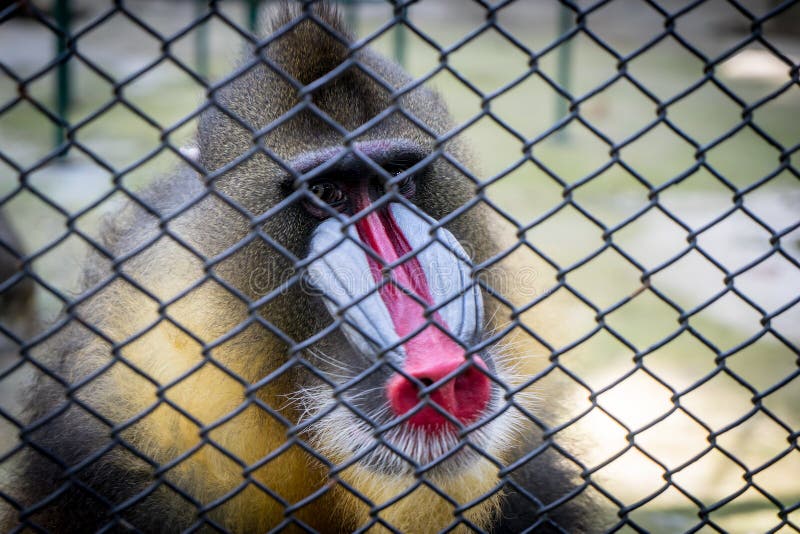 Colorful Baboon monkey face in a cage. Red face monkey stock images, royalty-free photos and pictures